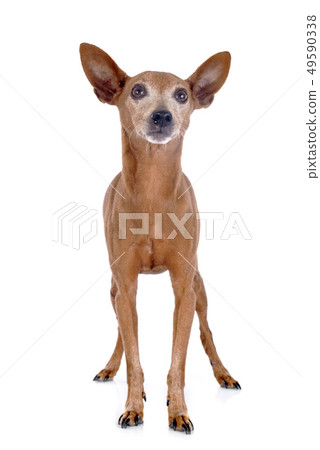 miniature pinscher 49590338