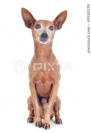 miniature pinscher 49590339