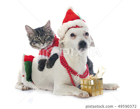 jack russel terrier and kitten jack russel terrier and kitten 49590372