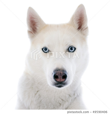 siberian husky 49590406