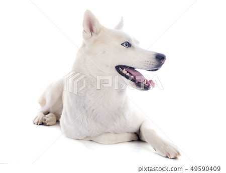 siberian husky 49590409