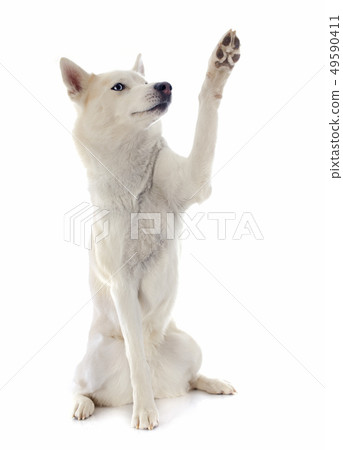 siberian husky 49590411