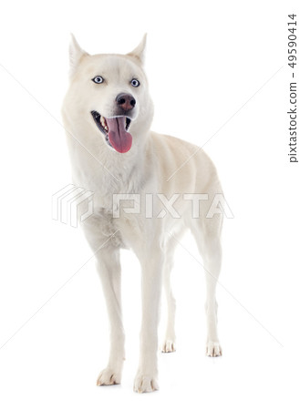 siberian husky 49590414