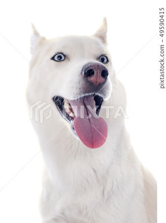 siberian husky siberian husky 49590415