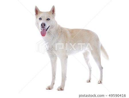 siberian husky siberian husky 49590416