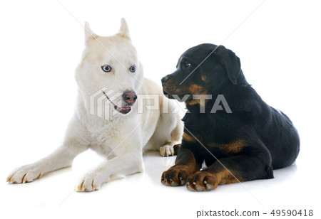 siberian husky and rottweiler siberian husky and rottweiler 49590418