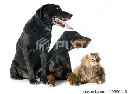 labrador retriever, cat and dobermann 49590448