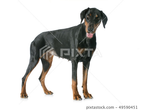 doberman pinscher 49590451
