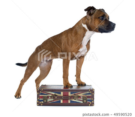 stafforshire bull terrier and box 49590520