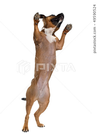 playing stafforshire bull terrier 49590524