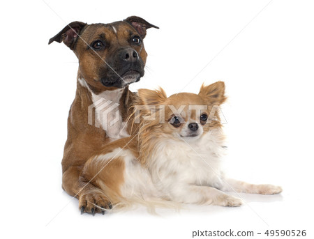 stafforshire bull terrier and chihuahua 49590526