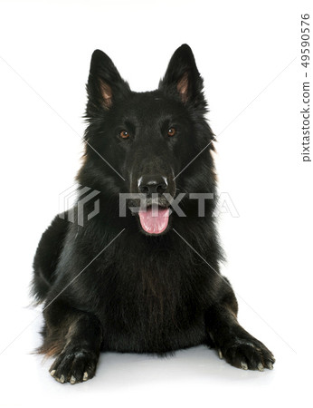 belgian shepherd Groenendael belgian shepherd Groenendael 49590576