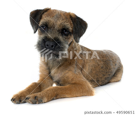 purebred border terrier purebred border terrier 49590651