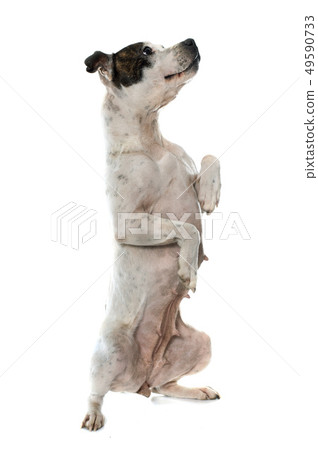 stafforshire bull terrier 49590733