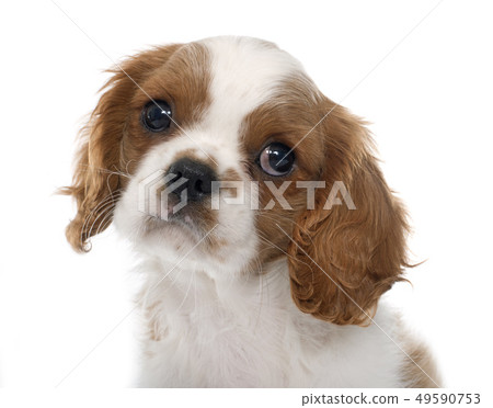 puppy cavalier king charles puppy cavalier king charles 49590753