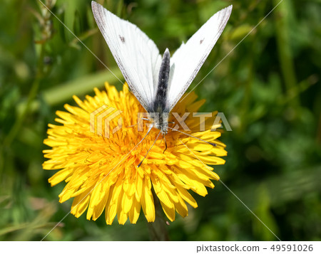White butterfly on dandelion 49591026