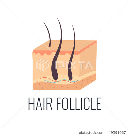 Hair follicle illustration. Skin structure Hair follicle illustration. Skin structure 49591067