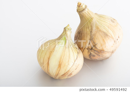 新的蔥新鮮的蔥春天菜 新的蔥新鮮的蔥春天菜 49591492