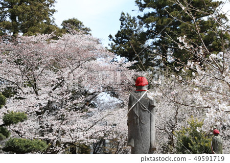 Mr. Jizo and Sakura in full bloom Mr. Jizo and Sakura in full bloom 49591719
