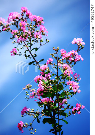 Culverberry pink flower Culverberry pink flower 49591747