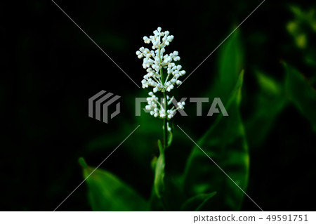 White flowers of wildflowers Yabumyoga White flowers of wildflowers Yabumyoga 49591751