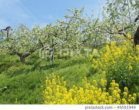 蘋果花和強姦花 蘋果花和強姦花 49591949