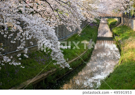 市川市,千葉縣曼馬河的櫻花 市川市,千葉縣曼馬河的櫻花 49591953