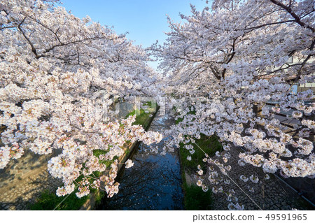 Ichikawa City, Cherry Blossoms of Manma River, Chiba Prefecture 49591965