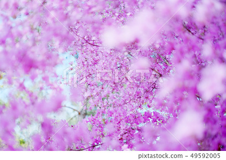 紫色杜鵑花 49592005