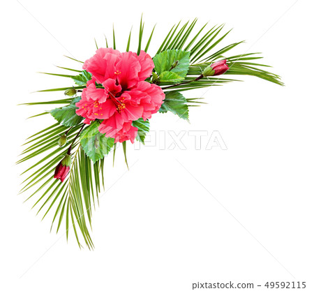 Hibiscus flower and palm leaves in tropical Hibiscus flower and palm leaves in tropical 49592115