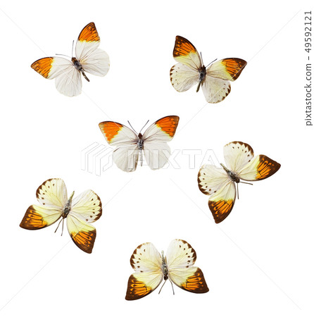 Set of Hebomoia butterflies 49592121