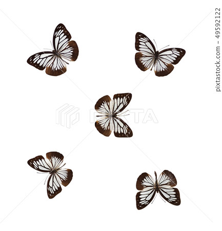 Set of chestnut tiger butterflies Set of chestnut tiger butterflies 49592122