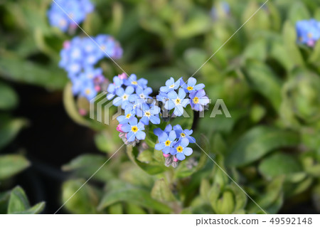 Woodland forget-me-not 49592148
