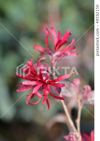 Chinese fringe flower Ever Red 49592150