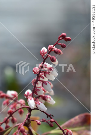 Japanese pieris Dorothy Wyckoff Japanese pieris Dorothy Wyckoff 49592152