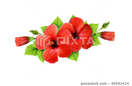 Red hibiscus flowers in a tropical arrangement 49592414