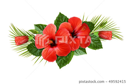 Red hibiscus flowers and palm leaves in a tropical 49592415