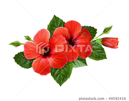 Red hibiscus flowers in a tropical arrangement 49592416
