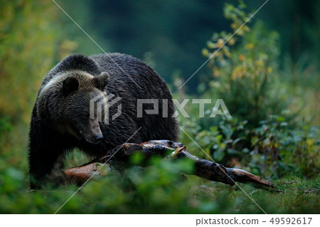 Big female of brown bear feeding befor winter Big female of brown bear feeding befor winter 49592617