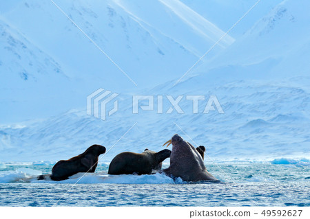 Family on cold ice. Walrus, Odobenus rosmarus 49592627