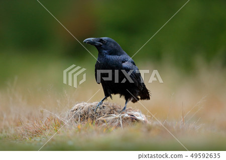 Raven, black bird with dead hare on the road 49592635