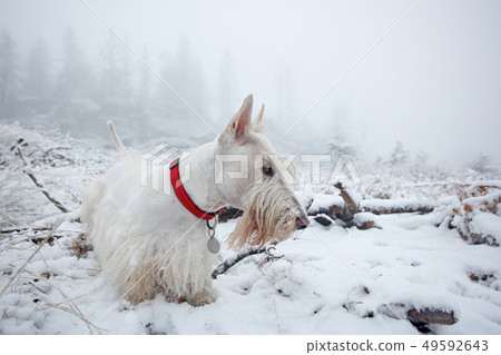 White wheaten Scottish terrier, on the snow White wheaten Scottish terrier, on the snow 49592643