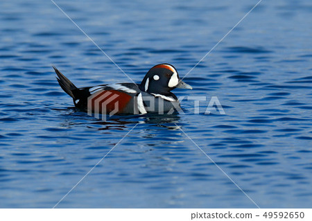 Harlequin duck, Histrionicus histrionicus 49592650