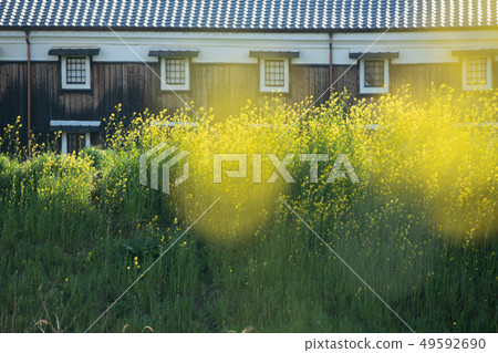 Those that took a picture of the brewery that spring blooms in Fushimi-ku, Kyoto-shi Those that took a picture of the brewery that spring blooms in Fushimi-ku, Kyoto-shi 49592690