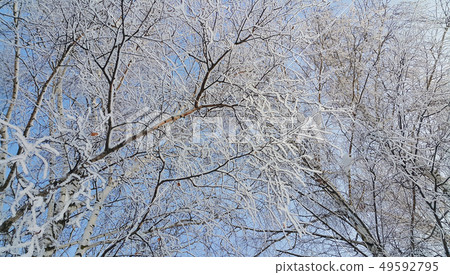 Branches of birch trees covered with snow and 49592795