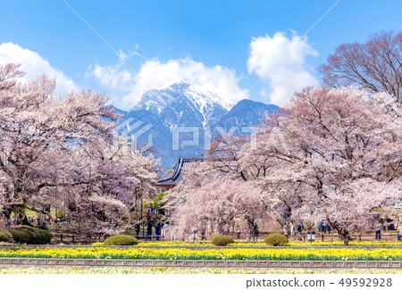 Yamataka Kamishiro Sakura Kai Komagatake Kamishiro Sakura Sakura Japan's Three Great Sakuras Narcissus 49592928