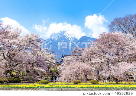Yamataka Kamishiro Sakura Kai Komagatake Kamishiro Sakura Sakura Japan's Three Great Sakuras Narcissus 49592929