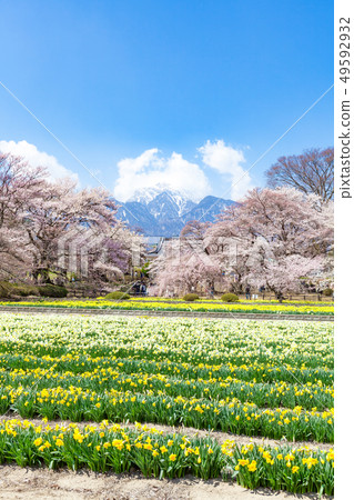 Yamataka Kamishiro Sakura Kai Komagatake Kamishiro Sakura Sakura日本的三大Sakuras Narcissus 49592932