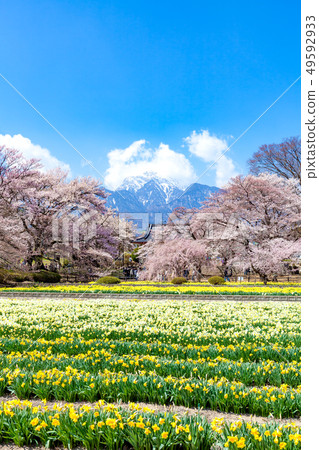 Yamataka Kamishiro Sakura Kai Komagatake Kamishiro Sakura Sakura日本的三大Sakuras Narcissus 49592933