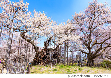 Yamataka Kamishiro Sakura Kamishiro Sakura Sakura日本的三大櫻花 Yamataka Kamishiro Sakura Kamishiro Sakura Sakura日本的三大櫻花 49592935